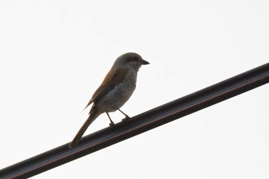 Red-backed Shrike