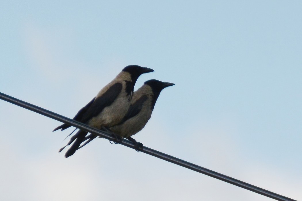 Hooded Crow