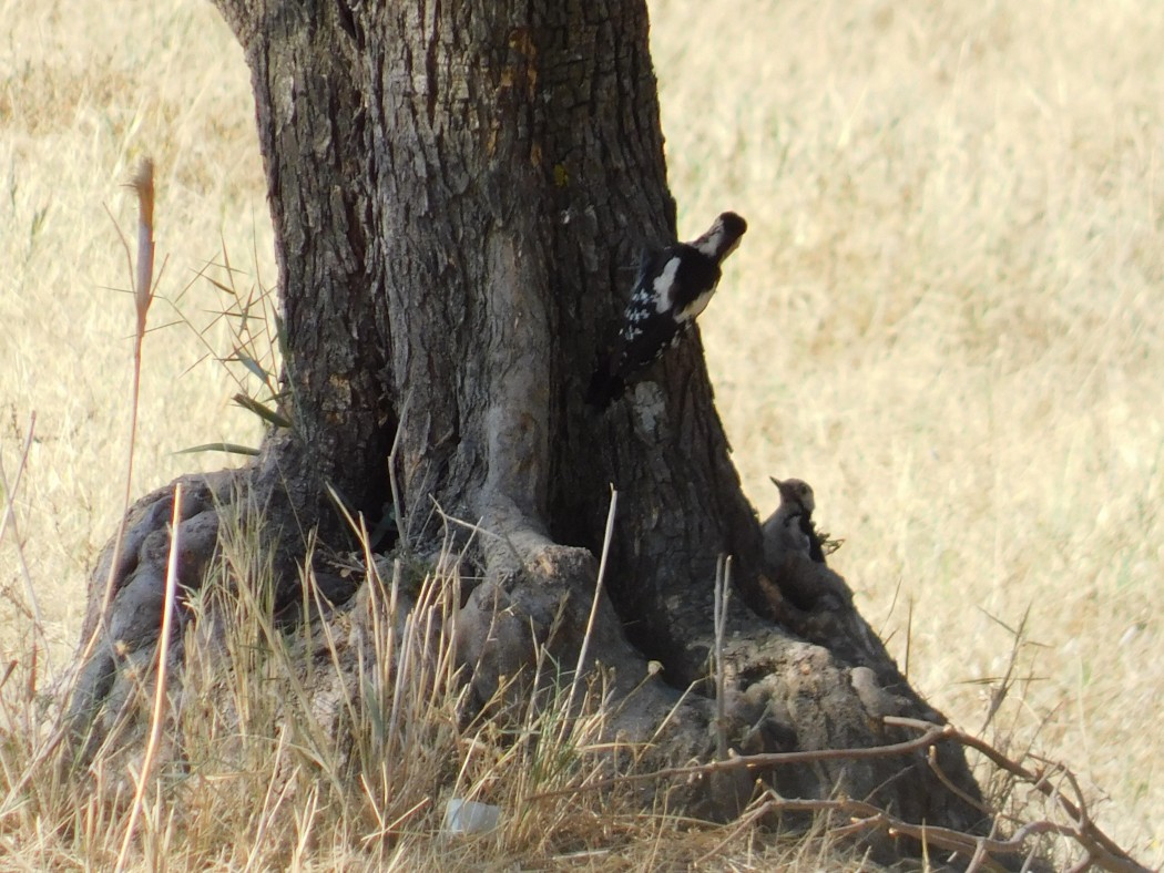 Syrian Woodpecker