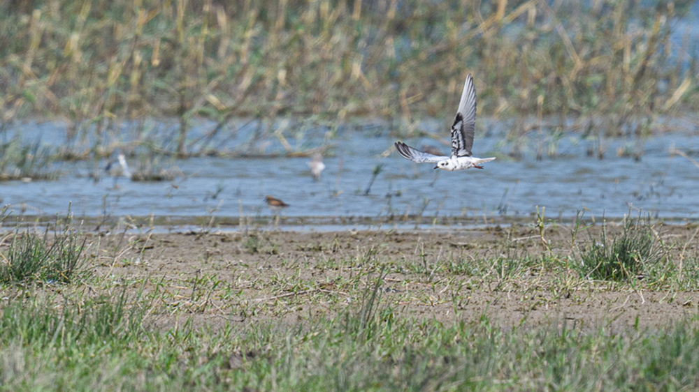 White-winged Tern