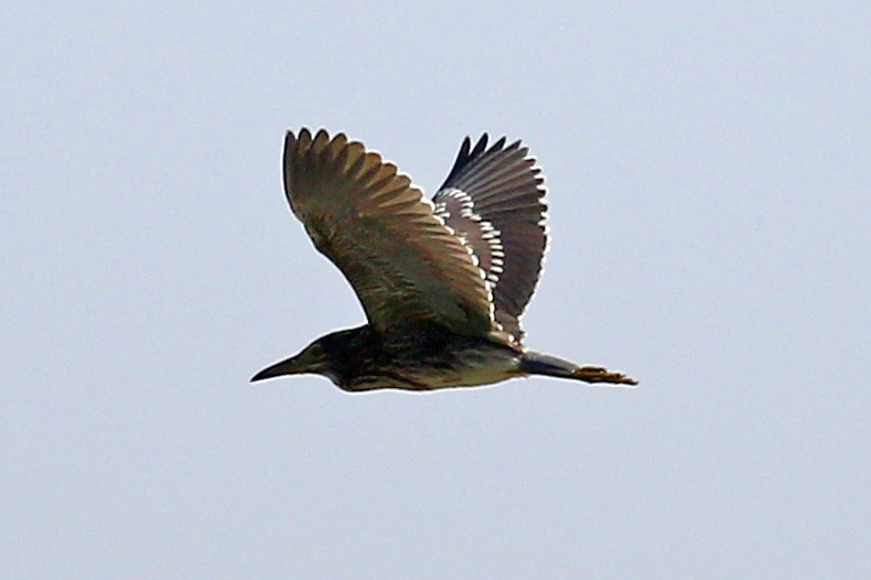 Black-crowned Night Heron