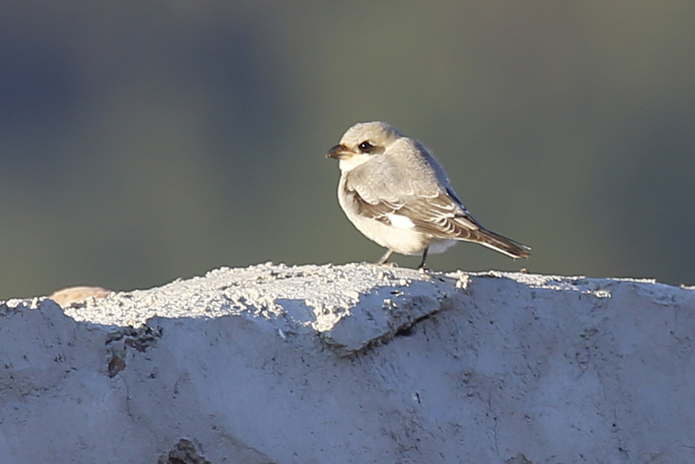Lesser Grey Shrike