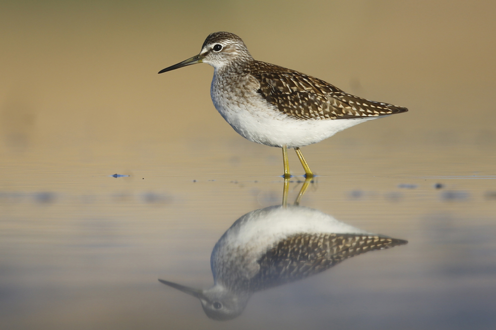Wood Sandpiper