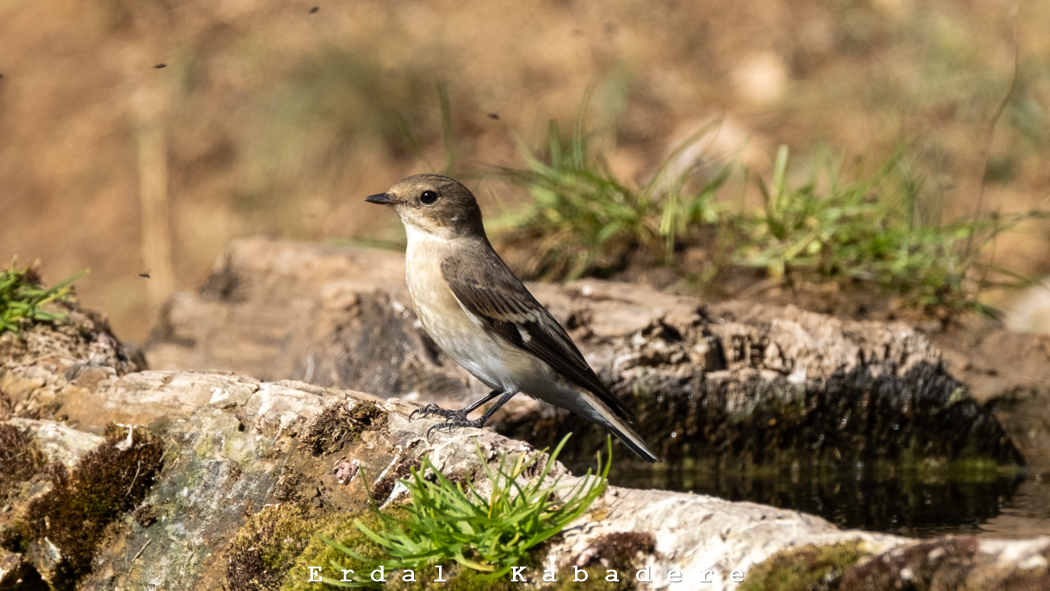 Collared Flycatcher