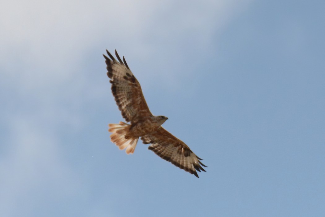Long-legged Buzzard