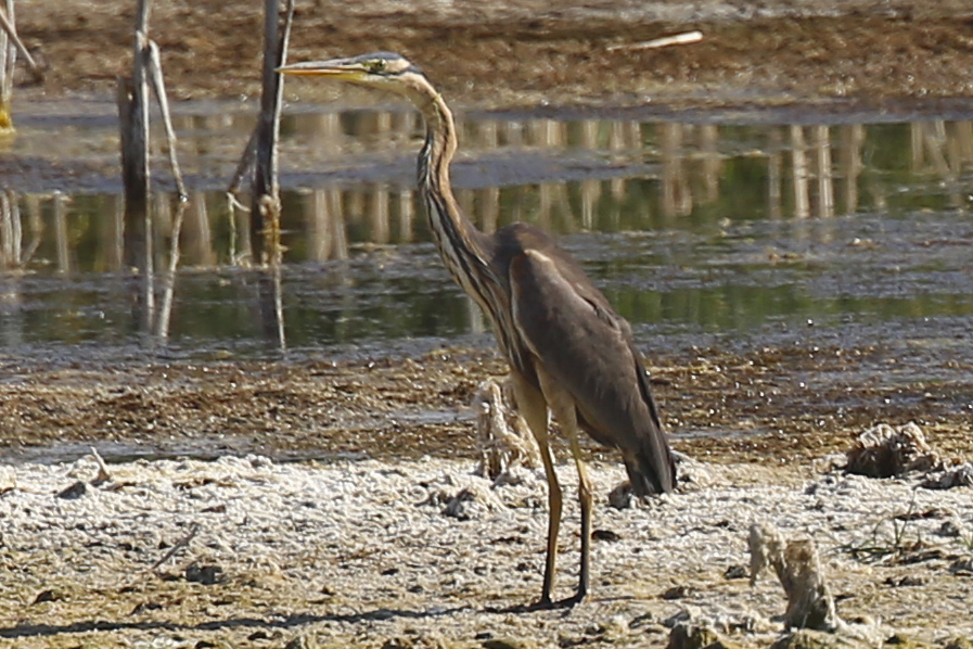 Purple Heron