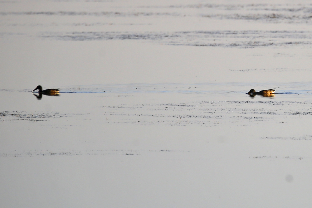Northern Shoveler