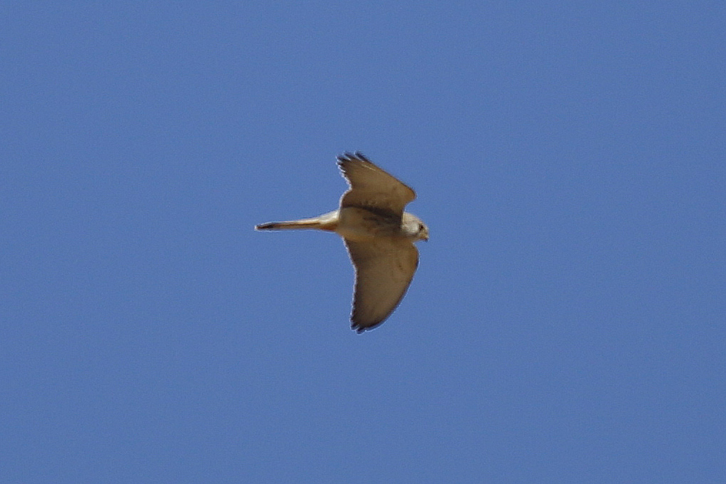 Lesser Kestrel