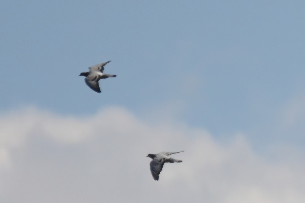 Rock Dove