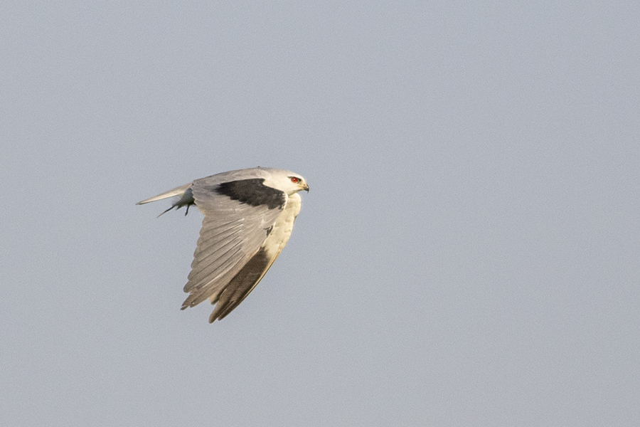 Black-winged Kite