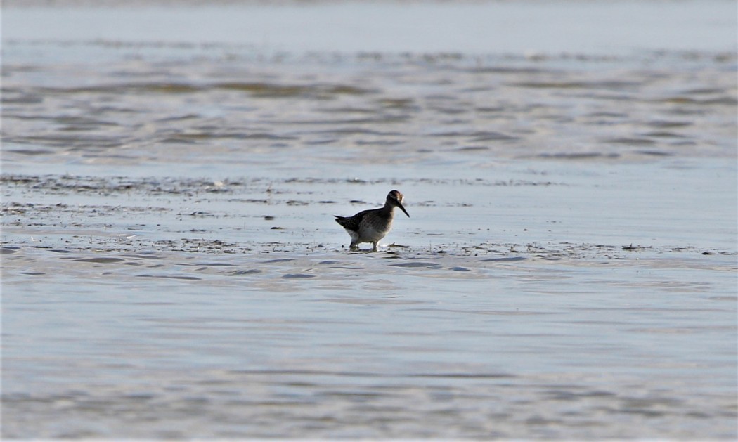 Wood Sandpiper