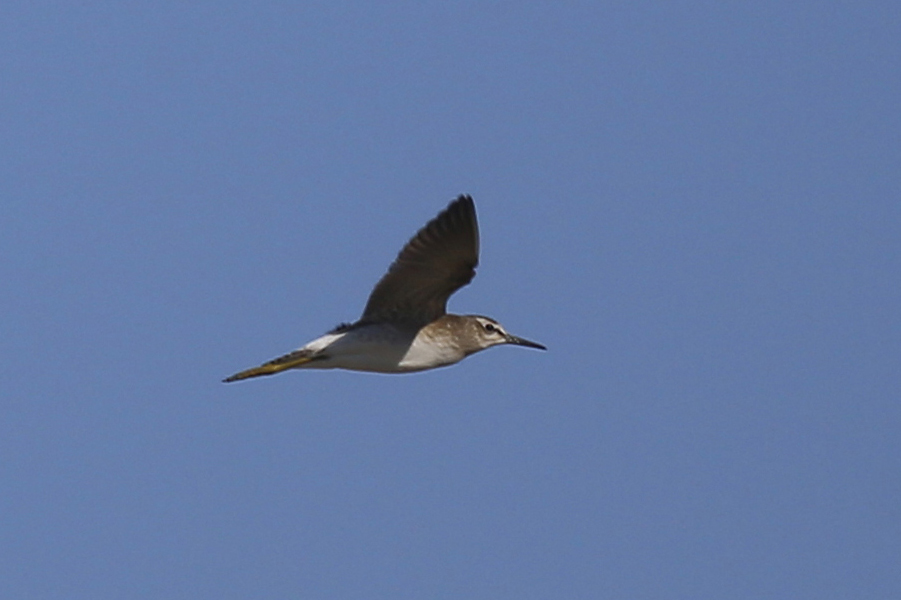 Wood Sandpiper