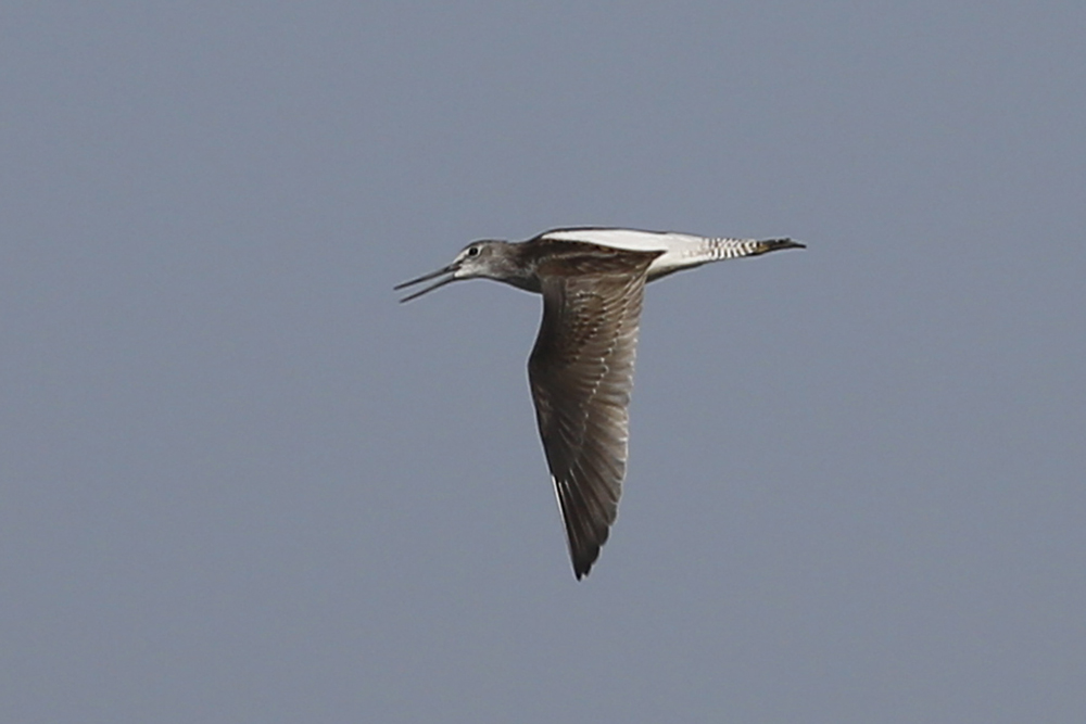 Common Greenshank
