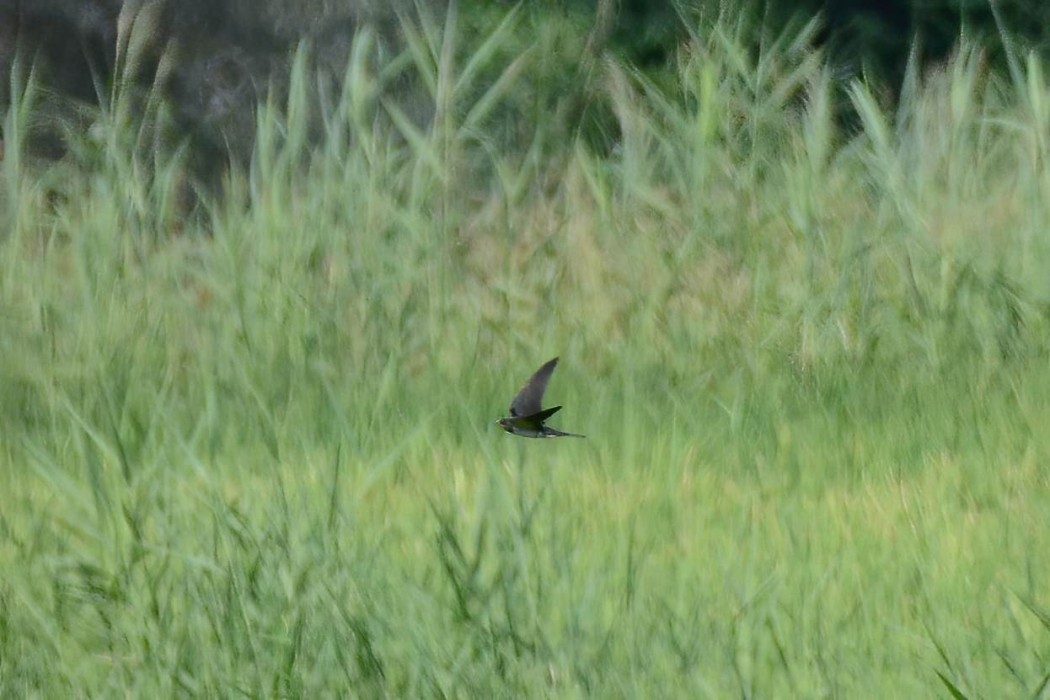 Barn Swallow