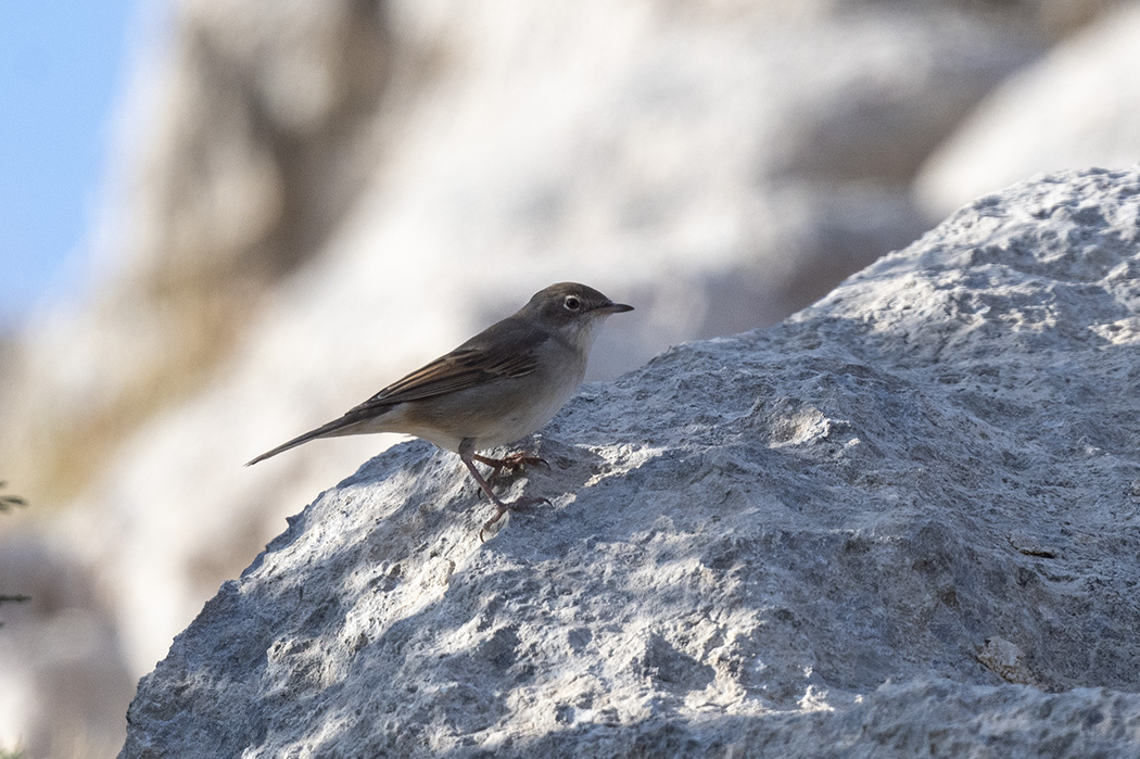 Common Whitethroat