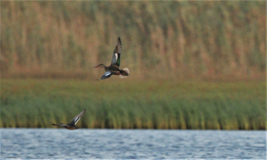 Northern Shoveler