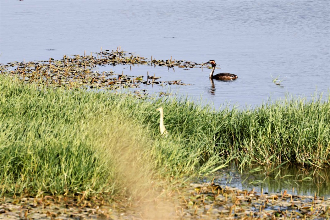 Great Crested Grebe