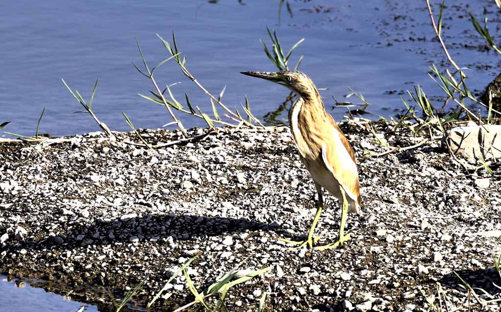 Squacco Heron