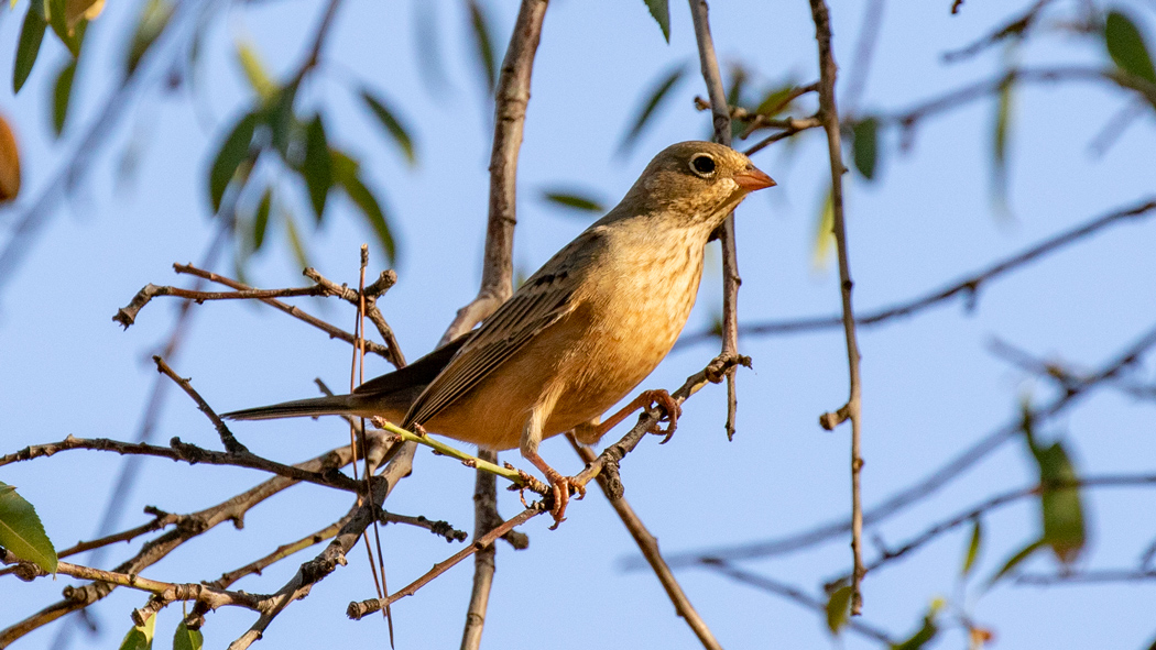 Ortolan Bunting