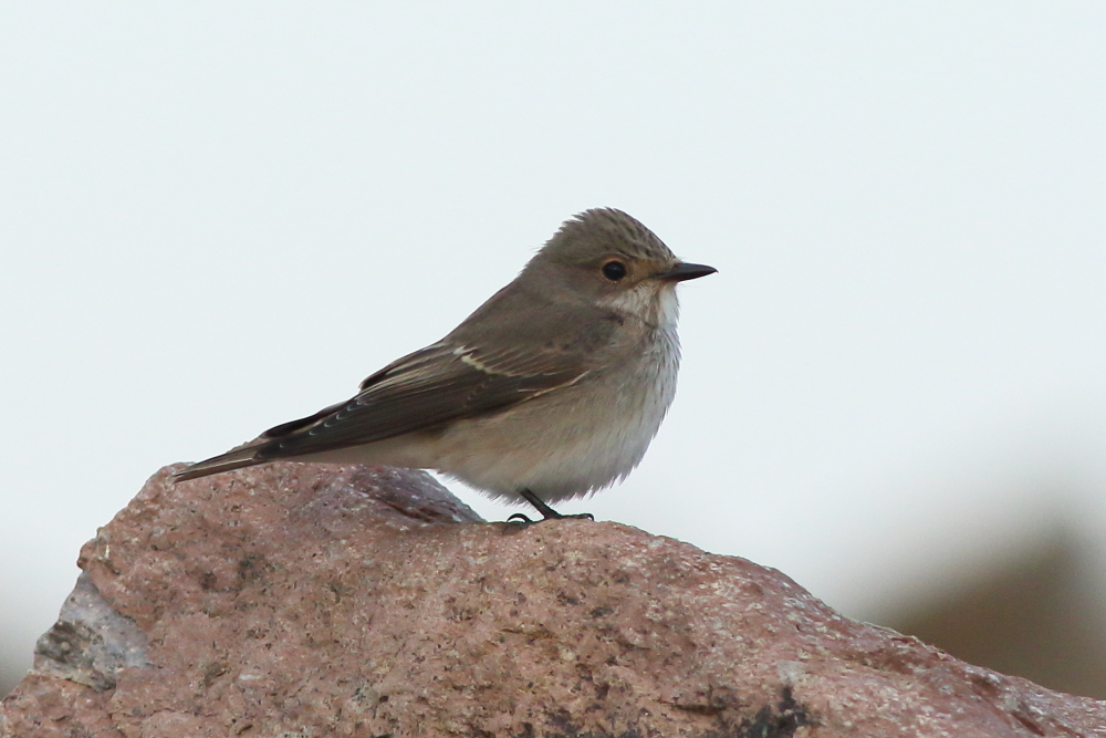Spotted Flycatcher