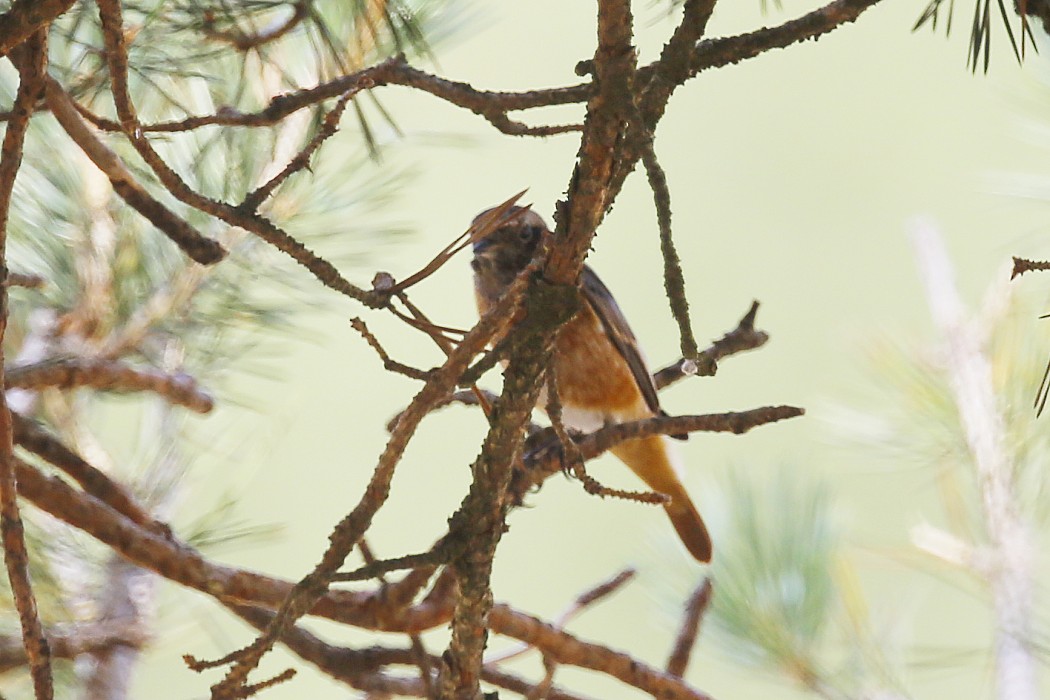 Common Redstart