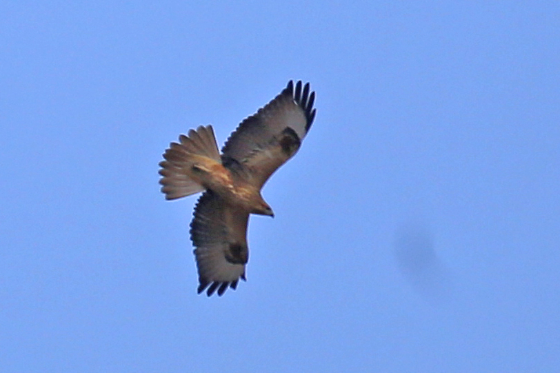 Long-legged Buzzard