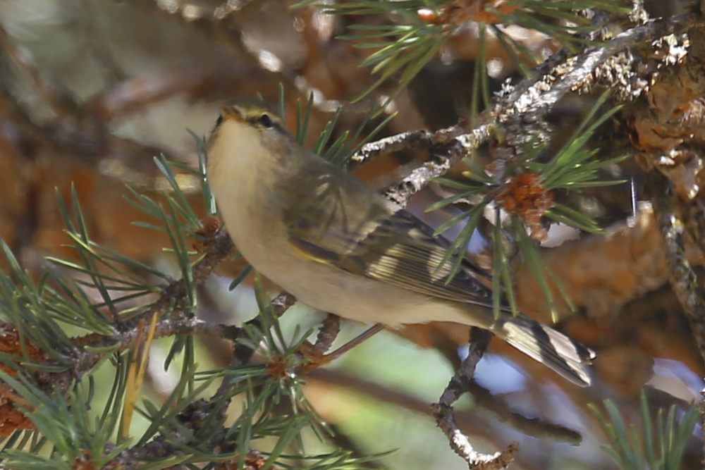 Common Chiffchaff