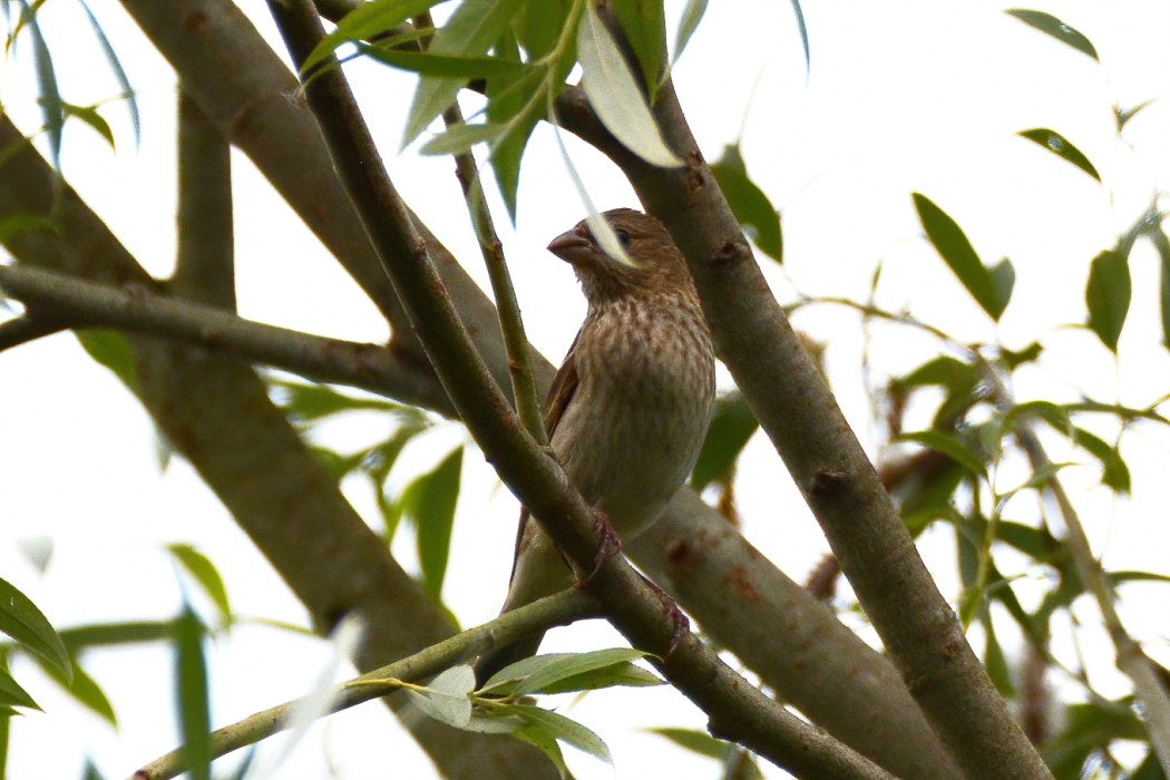Common Rosefinch
