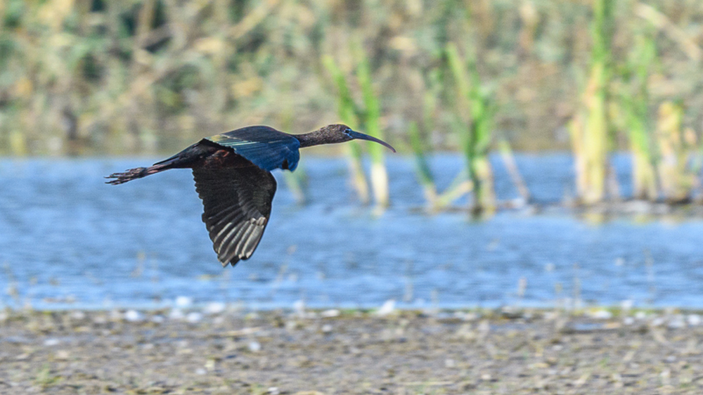 Glossy Ibis
