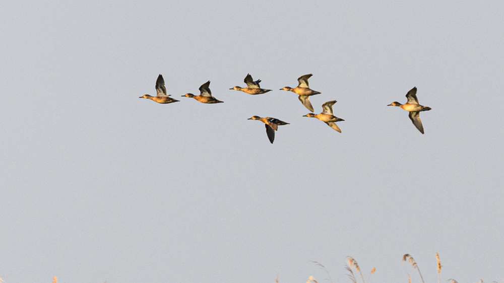 Eurasian Teal