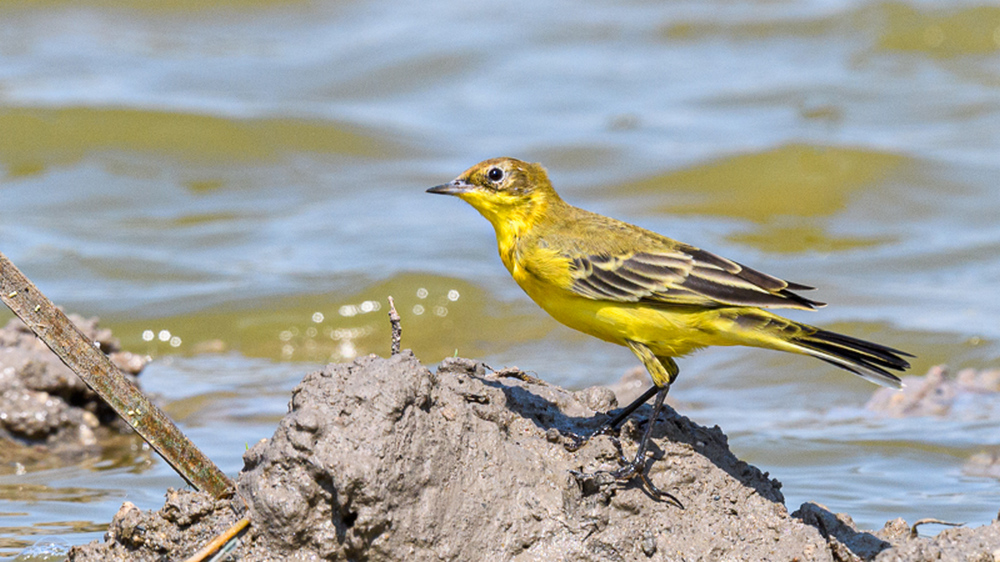 Western Yellow Wagtail