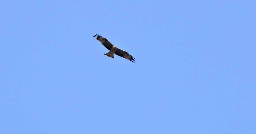 Black Kite