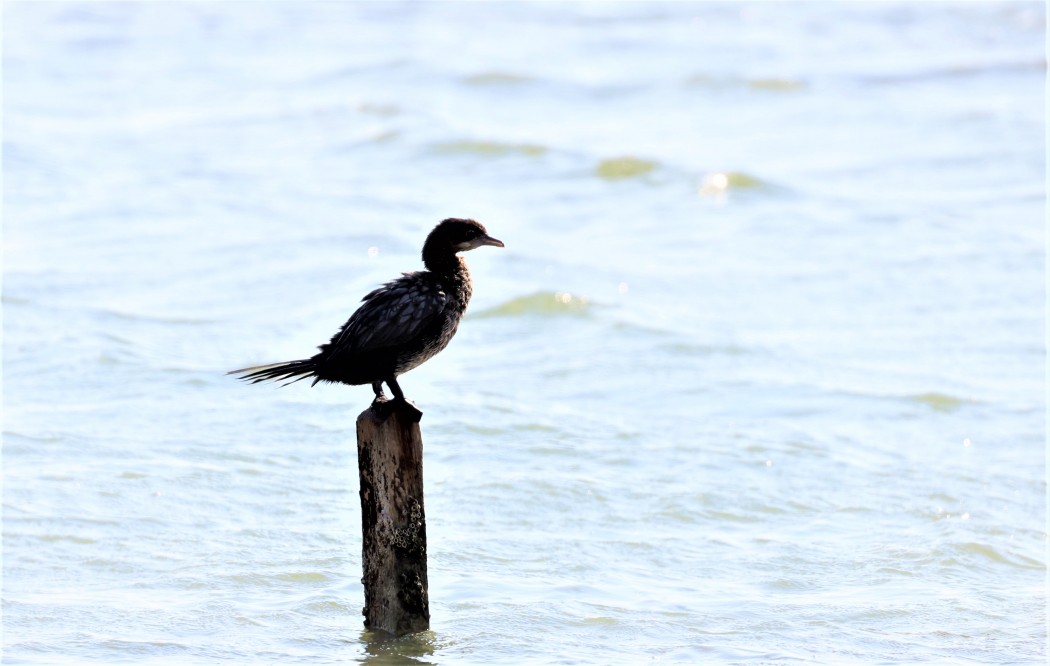 Pygmy Cormorant