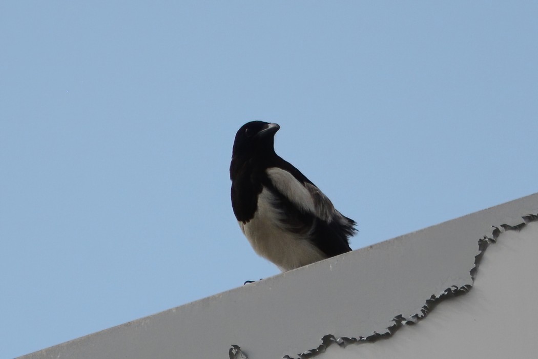 Eurasian Magpie