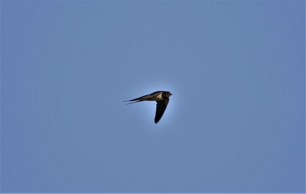 Barn Swallow