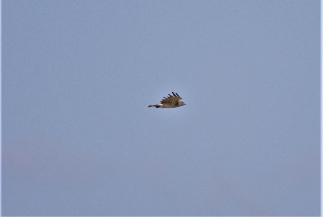 Short-toed Snake Eagle