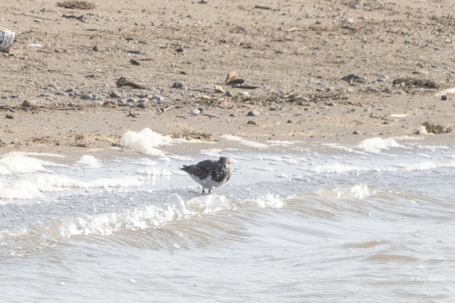 Ruddy Turnstone