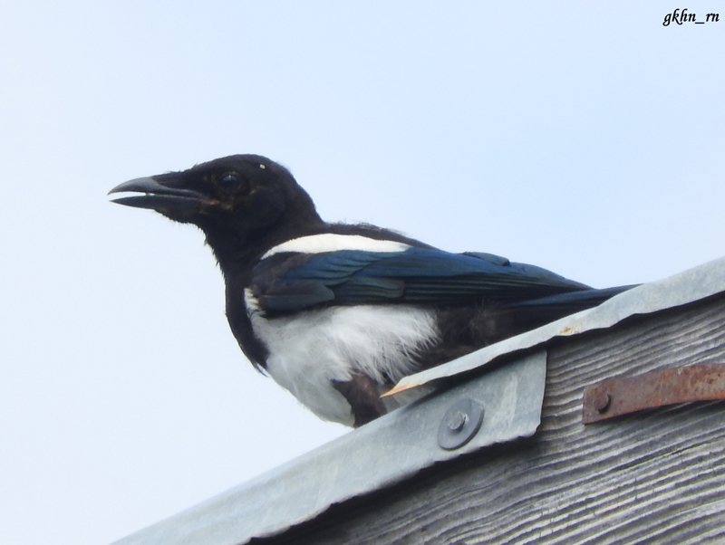 Eurasian Magpie