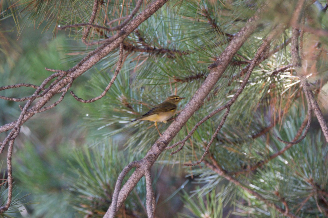 Willow Warbler