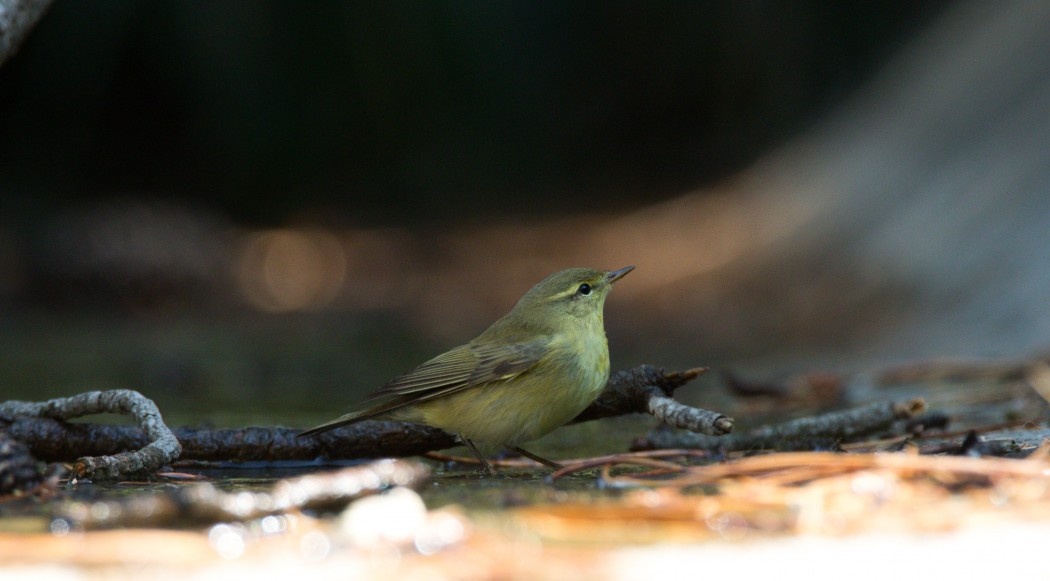 Common Chiffchaff