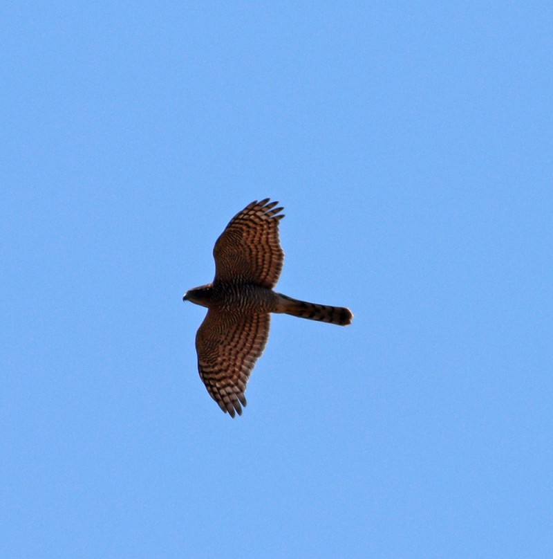 Eurasian Sparrowhawk
