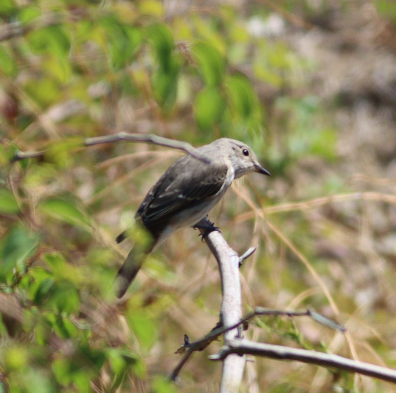 Spotted Flycatcher