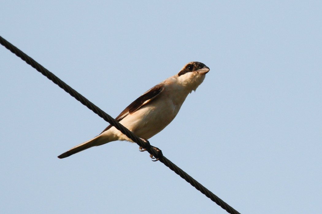 Lesser Grey Shrike