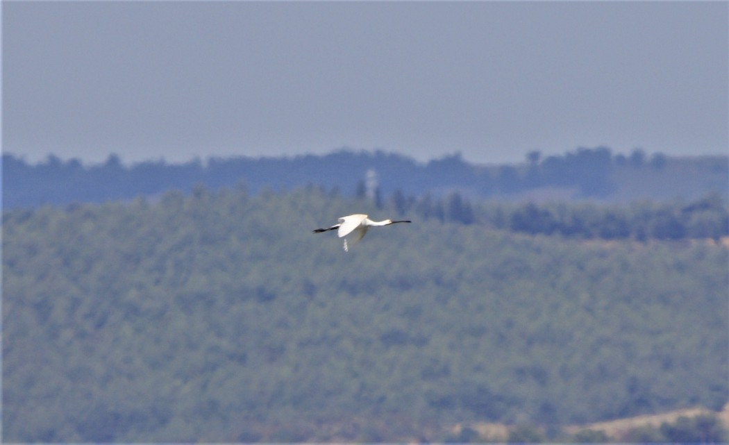 Eurasian Spoonbill