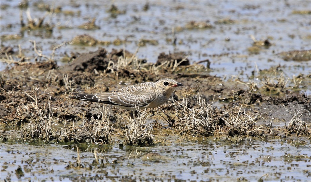 Collared Pratincole