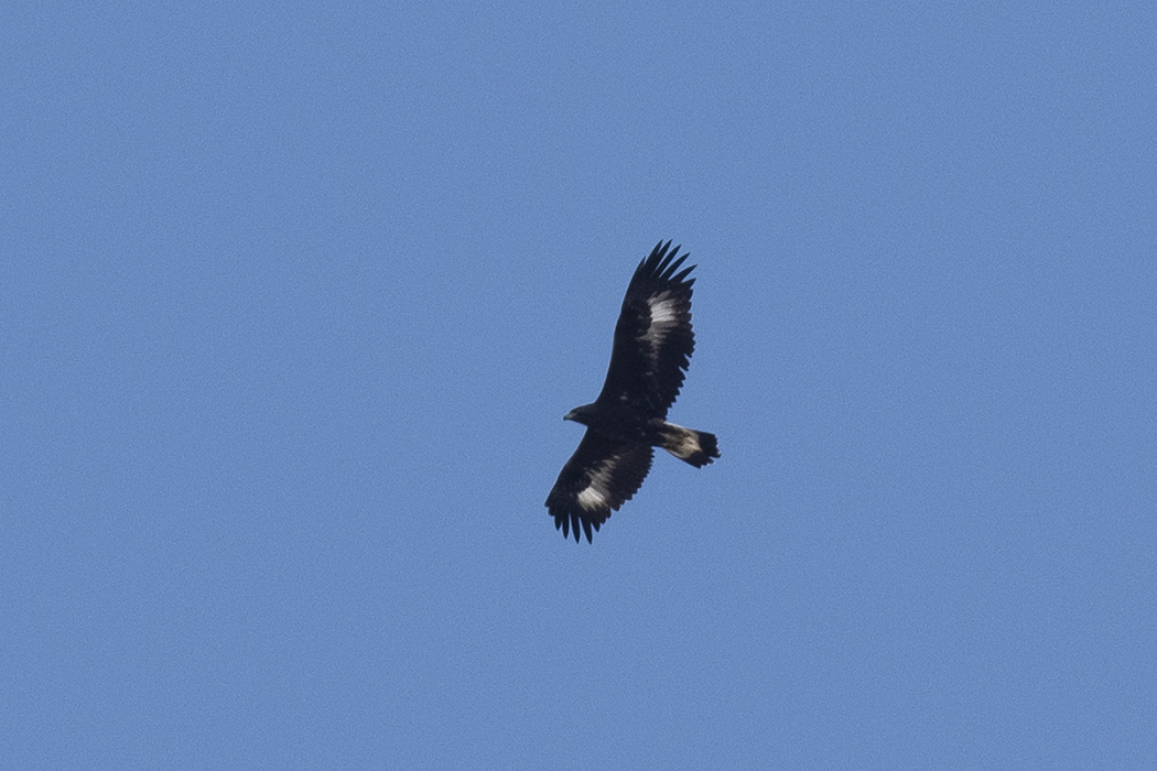 Golden Eagle