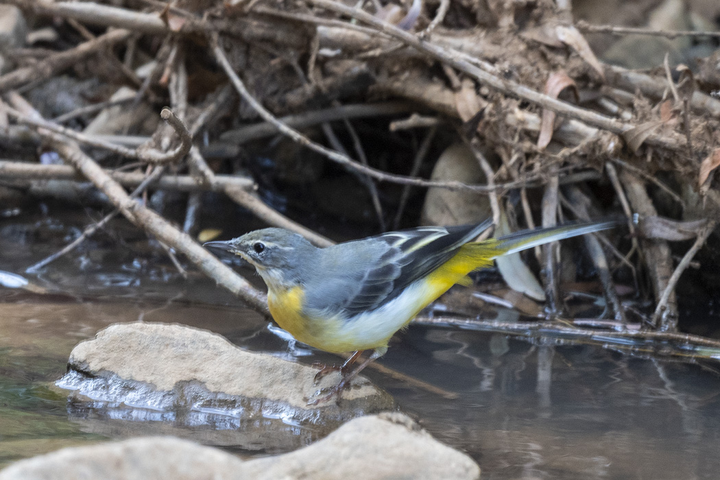 Grey Wagtail