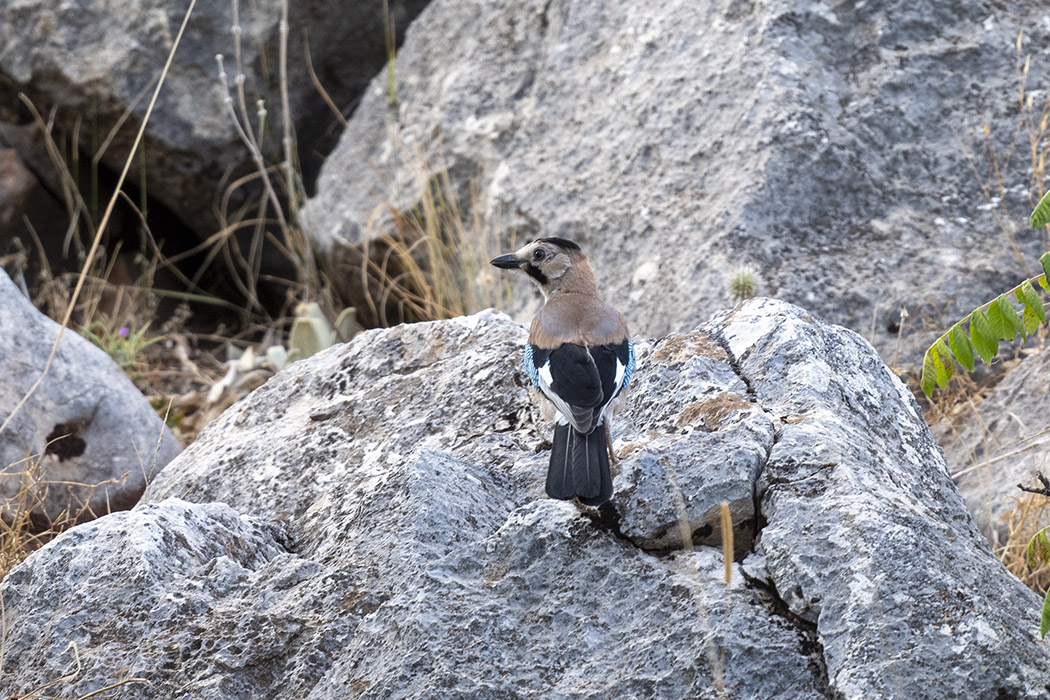 Eurasian Jay