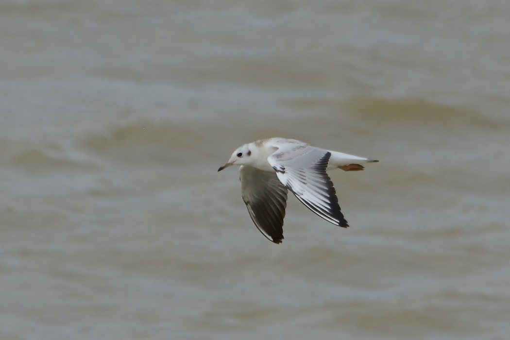 Black-headed Gull