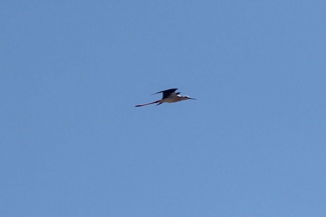 Black-winged Stilt